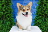 Welsh corgi pembroke aikuinen, uros show class FCI Novosibirsk  Novosibirsk