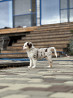 Australian shepherd puppy, male show class FCI Gelendzhik  Delivery from Gelendzhik