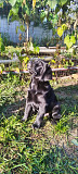 Labrador retriever puppy, male, female show class FCI Gus Hrustalsky  Gus Hrustalsky