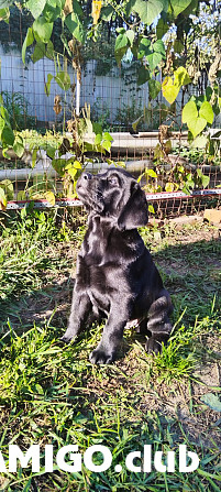 Labrador retriever puppy, male, female show class FCI Gus Hrustalsky  Gus Hrustalsky - photo 1