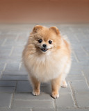 Spitz alemán en miniatura cachorro, mujer tribal marriage IKU Rostov-na-Donu  Delivery from Rostov-na-Donu