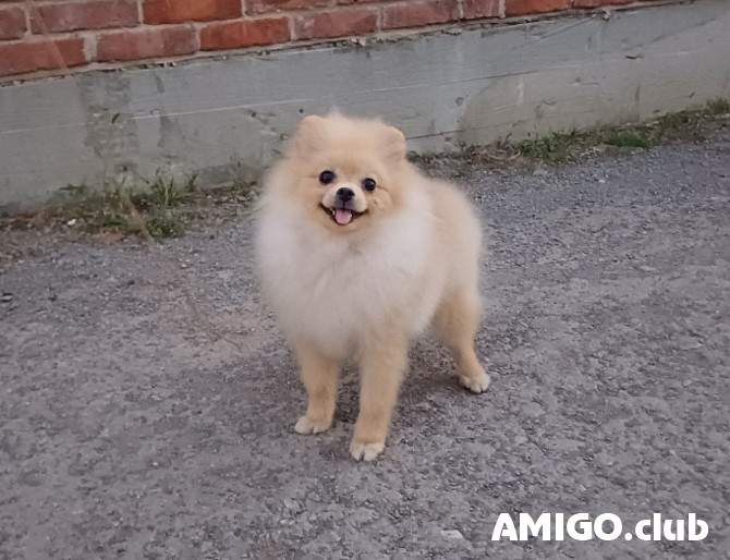 Немецкий шпиц малый щенок, сука FCI Ростов-на-Дону Ростов-на-Дону - изображение 1