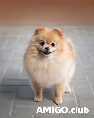 Deutscher spitz klein hündchen, weiblich tribal marriage IKU Rostov-na-Donu  Rostov-na-Donu - изображение 1