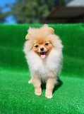 Vokiečių špicas vokiešių nykštukinis (zwerg) šuniukas, moteris breed class FCI Rostov-na-Donu  доставка из г.Rostov-na-Donu
