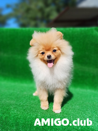 Spitz allemand nain (pomeranien) chiot, femme breed class FCI Rostov-na-Donu  Rostov-na-Donu - изображение 1
