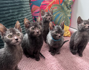 American à poil court tabby chat (ASH) (chaton, chat, TICA {geo.city.in}  Maidstone