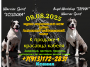American staffordshire terrier puppy, male breed class FCI Krasnoyarsk  Delivery from Krasnoyarsk