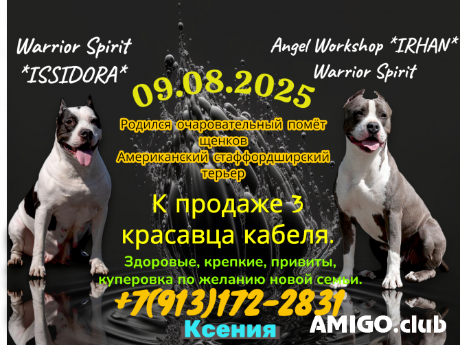American staffordshire terrier puppy, male breed class FCI Krasnoyarsk  Krasnoyarsk - photo 1