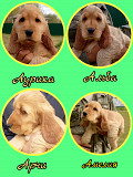 English cocker spaniel puppy, male, female show class FCI Novosibirsk  Delivery from Novosibirsk