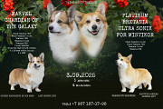 Welsh corgi pembroke puppy, male, female show class FCI Kazan'  Delivery from Kazan'