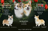 Welsh corgi pembroke puppy, male, female show class FCI Kazan'  Delivery from Kazan'