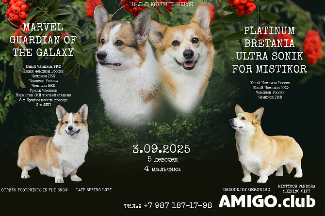 Welsh corgi pembroke puppy, male, female show class FCI Kazan'  Kazan' - photo 1