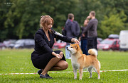 Shiba male show class FCI for mating Sankt-Peterburg  Sankt-Peterburg