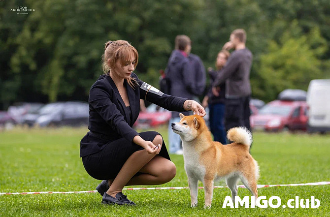 Shiba male show class FCI for mating Sankt-Peterburg  Sankt-Peterburg - photo 1