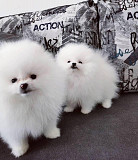 German spitz medium puppy, male, female show class FCI Moscow  Delivery from Moscow