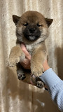 Shiba puppy, male, female breed class FCI Nizhnekamsk  Nizhnekamsk