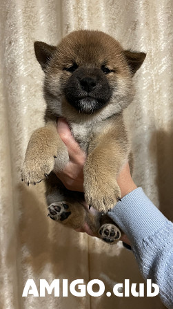 Shiba puppy, male, female breed class FCI Nizhnekamsk  Nizhnekamsk - photo 1