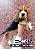 Beagle puppy, male, female show class FCI Chelyabinsk  Chelyabinsk