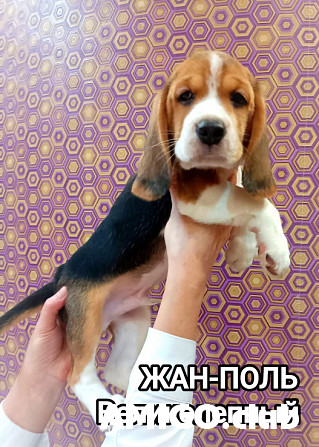 Beagle puppy, male, female show class FCI Chelyabinsk  Chelyabinsk - photo 1