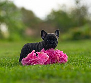 French bulldog puppy, male show class FCI Sankt-Peterburg  Sankt-Peterburg