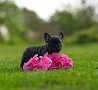 French bulldog puppy, male show class FCI Sankt-Peterburg  Sankt-Peterburg