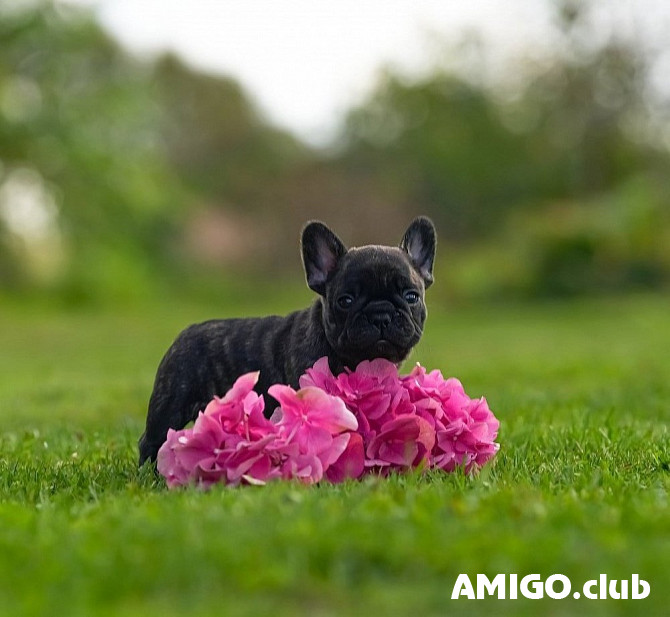 French bulldog puppy, male show class FCI Sankt-Peterburg  Sankt-Peterburg - photo 1