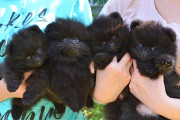 German spitz toy (pomeranian) puppy, male, female pet class FCI Biysk  Delivery from Biysk