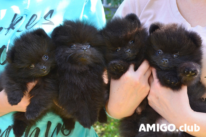 German spitz toy (pomeranian) puppy, male, female pet class FCI Biysk  Biysk - photo 1