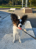Continental toy spaniel papillon puppy, female show class FCI Kirov  Kirov