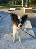 Continental toy spaniel papillon puppy, female show class FCI Kirov  Kirov