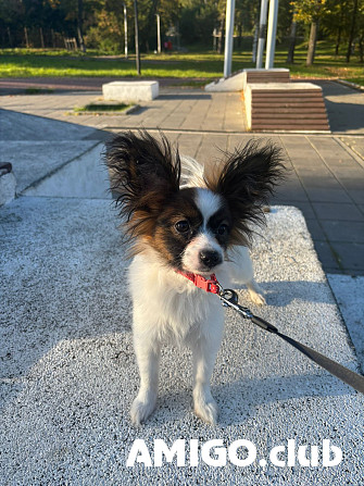 Continental toy spaniel papillon puppy, female show class FCI Kirov  Kirov - photo 1