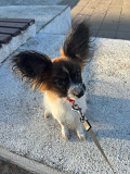 Continental toy spaniel papillon puppy, female pet class FCI Kirov  Kirov