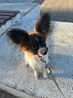 Continental toy spaniel papillon puppy, female pet class FCI Kirov  Kirov
