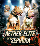 Pitbull terrier americano cachorro, masculino show class AKC Rome  Rome