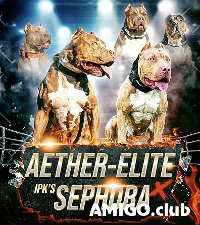 Pitbull terrier americano cachorro, masculino show class AKC Rome  Rome - photo 1