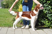 Setter irlandés rojo y blanco júnior, mujer show class FCI Bratislava  Delivery from Bratislava