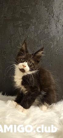 American bobtail longhaired (BB) (kitten, male, neuter/spay) TICA {geo.city.in Елгава - изображение 1