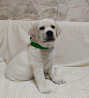 Labrador retriever cachorro, masculino pet class FCI Tyumen'  Delivery from Tyumen'