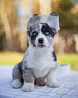 Welsh corgi cardigan kutsikas, mees FCI Perm  доставка из г.Perm