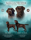 Retriever du labrador chiot, femme show class FCI Kursk  Kursk