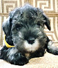 Kääpiösnautseri pentu, nainen breed class FCI Moscow  Moscow
