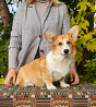 Welsh corgi pembroke puppy, male show class FCI Lipetsk  Delivery from Lipetsk