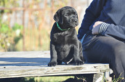 Labrador retriever cachorro, masculino, mujer breed class FCI Izhevsk  Izhevsk