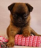 Petit brabancon cachorro, masculino, mujer show class FCI Moscow  Delivery from Moscow