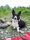 Вельш коргі кардиган пёс  FCI для спарювання Новоивановское  Новоивановское