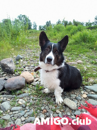Вельш коргі кардиган пёс  FCI для спарювання Новоивановское  Новоивановское - зображення 1