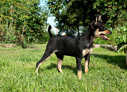 Krievu toiterjers īsspalvains kucēns, vīrietis, sieviete breed class FCI Smolensk  доставка из г.Smolensk