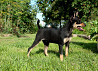 Rusijos žaislinis terjeras trumpaplaukis šuniukas, patinas, moteris breed class FCI Smolensk  доставка из г.Smolensk
