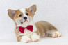 Welsh corgi pembroke puppy, male breed class FCI Moscow  Delivery from Moscow