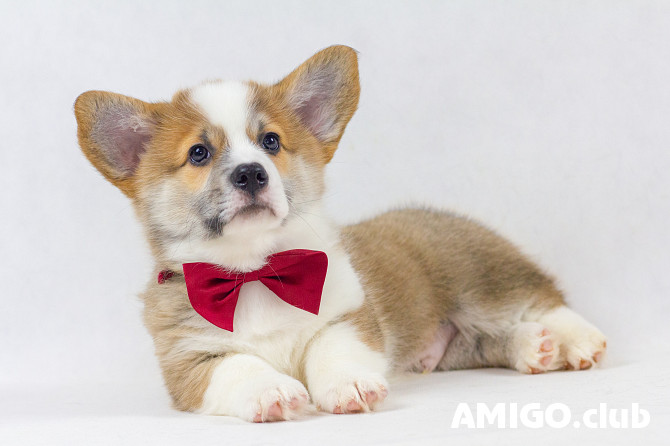 Welsh corgi pembroke puppy, male breed class FCI Moscow  Moscow - photo 1